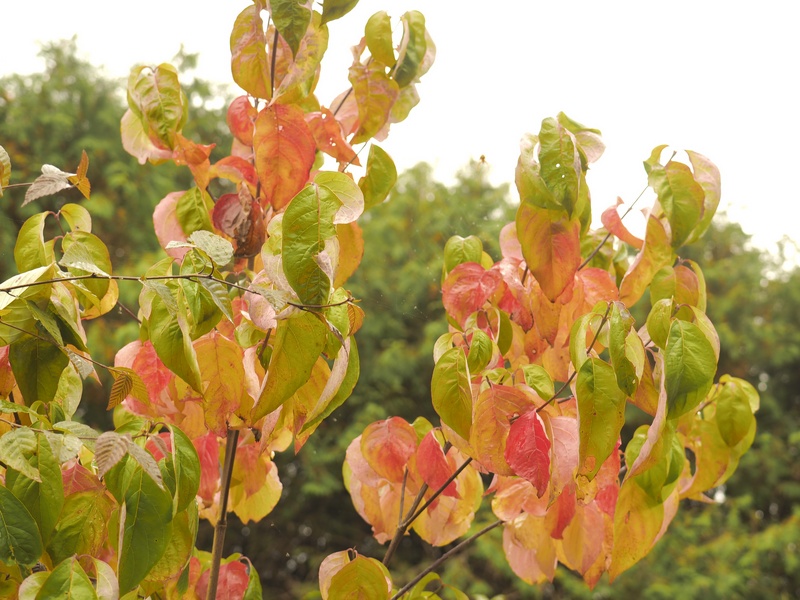 Cornus florida